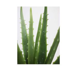 Planta artificial Aloe 36 cm