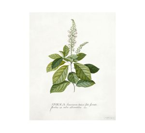 Lámina decorativa 50.8x40.8 cm D2