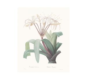 Lámina decorativa 50.8x40.8 cm D3