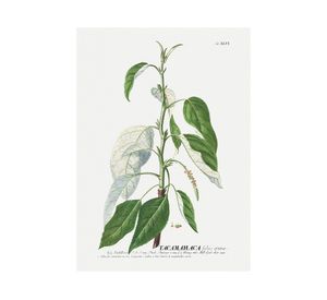 Lámina decorativa 70.8x50.8 cm D2