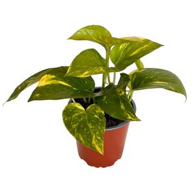 Planta natural Scindapsus M 13 20x12 cm