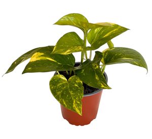 Planta natural Scindapsus M 13 20x12 cm