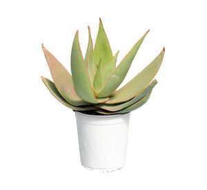 Planta natural Aloe striata pink edge VCH 19 50x52 cm