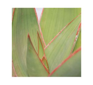 Planta natural Aloe striata pink edge VCH 19 50x52 cm