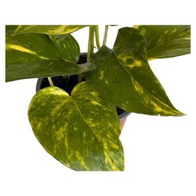 Planta natural Scindapsus M 13 20x12 cm