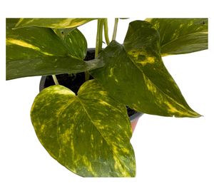 Planta natural Scindapsus M 13 20x12 cm