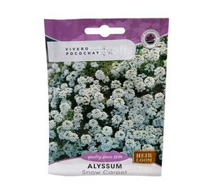 Semilla de flor corriente Alyssum 2 g