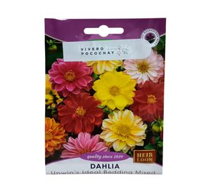 Semilla de flor corriente Dahlia Mix 1 g