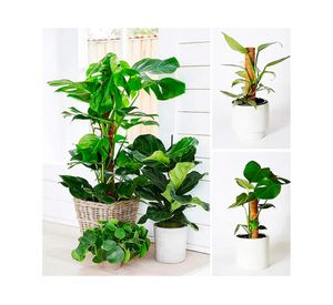 Tutor plantas fibra coco 42 cm