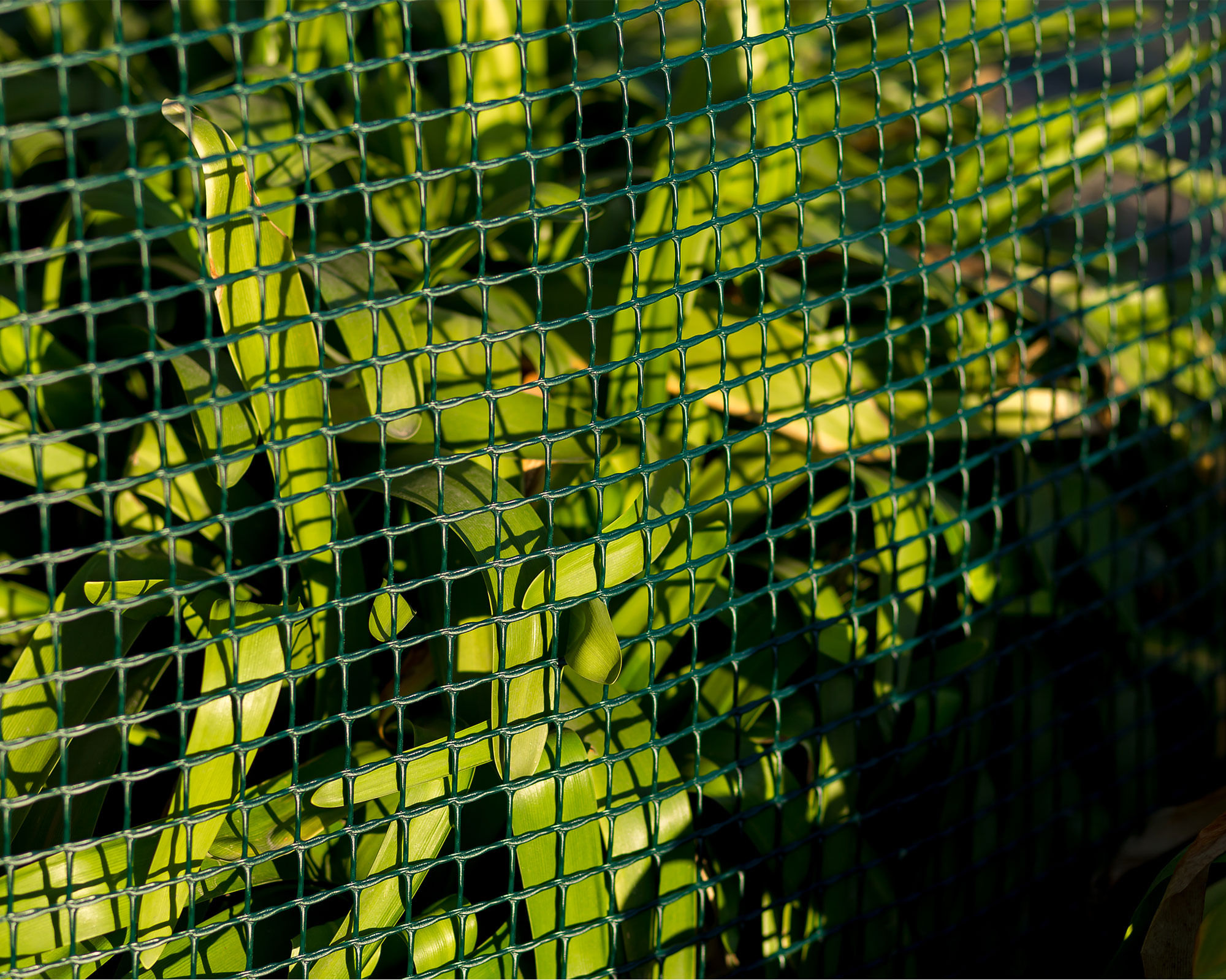 Maya チャコールグレーS SKECHERS CHILE