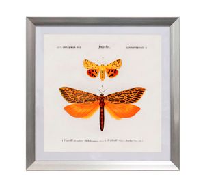 Cuadro insecto Lepidopteres 50x50 cm