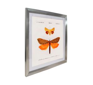 Cuadro insecto Lepidopteres 50x50 cm