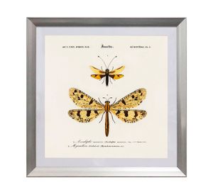 Cuadro insecto Nevropteres 50x50 cm