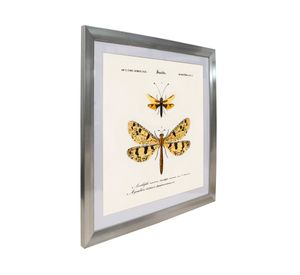 Cuadro insecto Nevropteres 50x50 cm