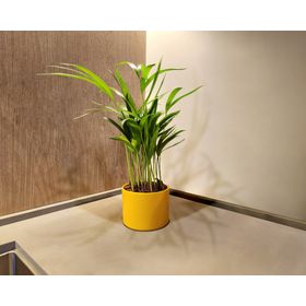 Macetero 11.5 cm Hanover mostaza Japi