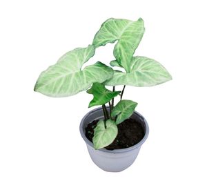 Planta natural Syngonium CT20