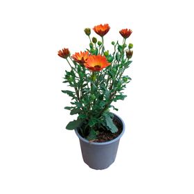 Planta natural Osteospermum CT15