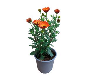 Planta natural Osteospermum CT15