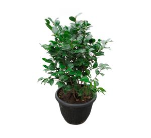 Planta natural Camellia Japonica CT28
