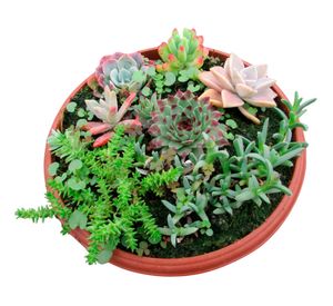 Planta natural mix Suculentas