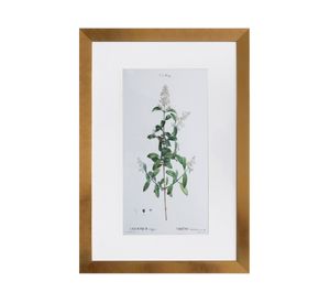 Cuadro planta Ligustrum 60x40x1.5 cm