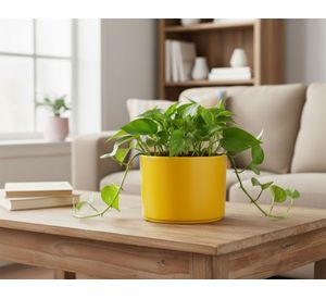 Macetero 13.9 cm Hanover mostaza Japi