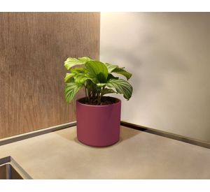 Macetero 13.9 cm Hanover vino Japi