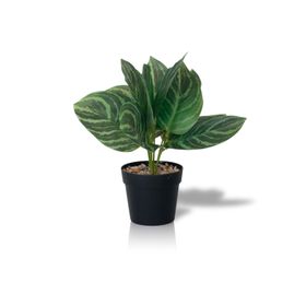 Planta Artificial Calathea 23x9 cm