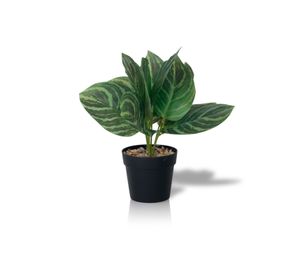 Planta Artificial Calathea 23x9 cm