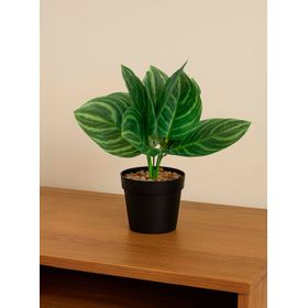 Planta Artificial Calathea 23x9 cm