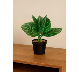 Planta Artificial Calathea 23x9 cm