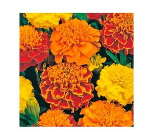 Semilla corriente Marigold Bonita 3 gr