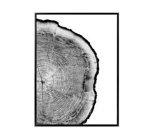 Fotografía enmarcada 45x60 cm tronco D1 R4