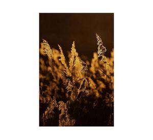 Fotografía enmarcada 40x60 cm natural D1 R4