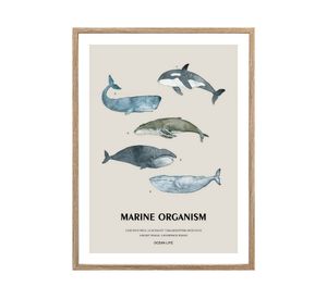 Lámina enmarcada 30x40 cm marino D1 R3