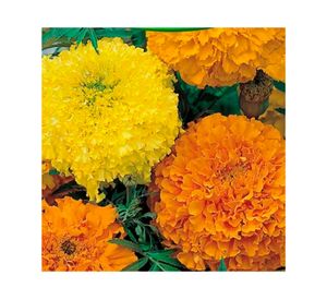 Semilla corriente Marigold Crackerjack 3 gr