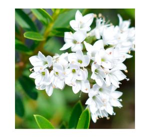 Planta Verónica Postrata Vch 17