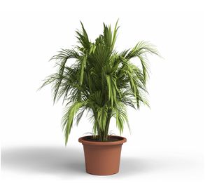 Maceta Venezia terracota 20 cm